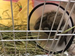 -艾贝尔宠物医院·24H转诊中心·肿瘤猫专科(江宁双龙店)