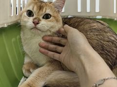 -宠颐生猫科·内科皮肤科(西平世纪城店)