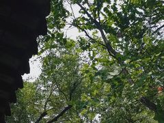 -荔湾湖公园