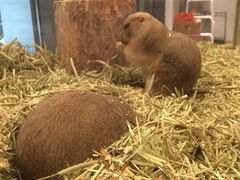-悠尼宠物·独立低压伊珊娜洗护·美容·寄养(兰谷路店)
