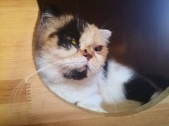 -more than meow吴止猫主题餐厅(承德 中船汇店)