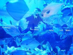 -迪拜水族馆及水下动物园