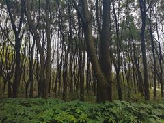 -昆山城市生态森林公园