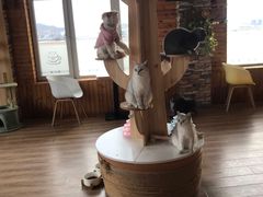 -猫的茶·猫咖