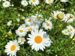 -上海滨江森林公园