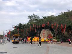 -野狸岛