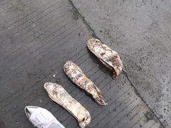 -蚝专家(北滘店)
