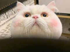 -李子坝梁山鸡(北碚万达五鸡哥店)