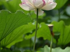 -陈家山荷花公园