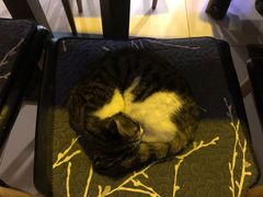 -平行世界·猫咖(首经贸店)