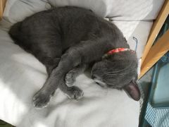 -喵屿·大理花园猫咖