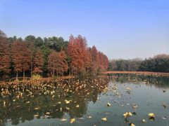 -东湖落雁景区