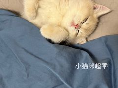 -东方名猫馆·英短金渐层布偶猫舍(环线广场1号楼店)