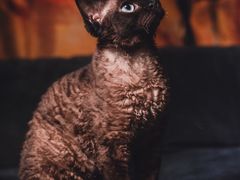 -momokira米努特·德文卷毛猫·棉花面纱犬