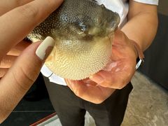 -肆月河豚·新淮扬(金融街店)