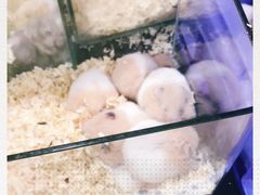 -苏州艺都古玩花鸟市场