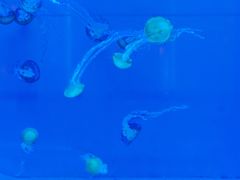 -左海海底世界