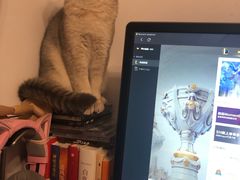 -东方名猫馆·英短金渐层布偶猫舍(环线广场1号楼店)