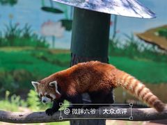 -西霞口神雕山野生动物世界