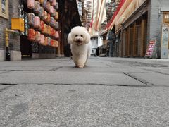 -重庆十八梯传统风貌区