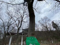 -南京老山国家森林公园