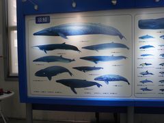 -上海海洋大学鱼文化博物馆(军工路校区)