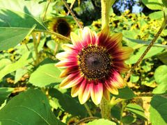 -艾溪湖湿地公园