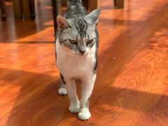 -猫小院猫主题咖啡厅(北锣店)