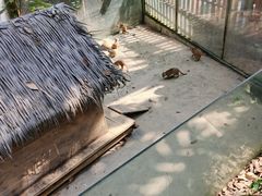 -呀诺达热带雨林