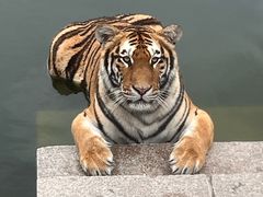 -横道河子东北虎林园