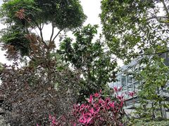 -中山市树木园