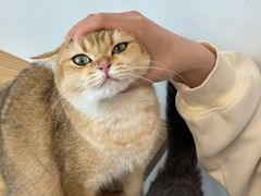 -有喵·猫咖·狗咖·40+猫狗有小奶狗(岗厦店)