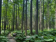 -洛阳白云山景区
