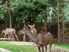 -清迈夜间动物园