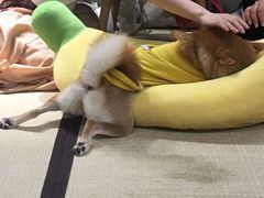 -逗柴咖啡屋·狗咖猫咖宠物桌游