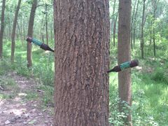 -合肥滨湖国家森林公园