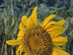 -西山漾湿地公园