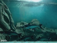 -苏州海洋馆