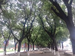 -大明宫国家遗址公园·御道广场