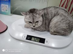 -伟伟宠物医院·CT影像中心·瑞派犬猫综合性门诊(汉口总院)