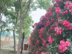 -广富林郊野公园