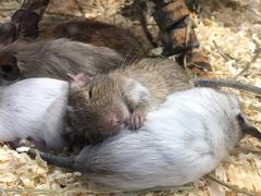 -酷以爬仙阁实体爬宠店·守宫·蜥蜴·专业繁育