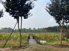 -武汉紫薇都市田园