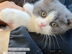 -lincat·猫舍(广州店)