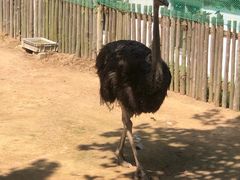 -西霞口神雕山野生动物世界