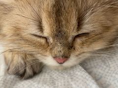 -猫大福·Fortune Cat猫舍(百子湾店)