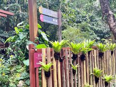 -深圳仙湖植物园