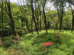 -南京老山国家森林公园