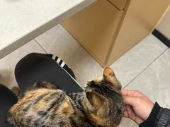 -瑞鹏宠物医院·超声·骨科·奇麟分院(蜀都万达店)