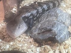 -乌龙爬宠部落(信和购物广场店)